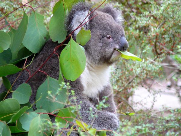 Koalas' food lacks proper nutritions.