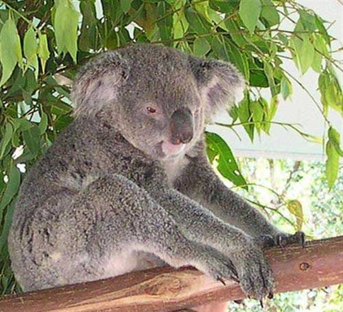 Koalas lack energy and have lower energy levels.