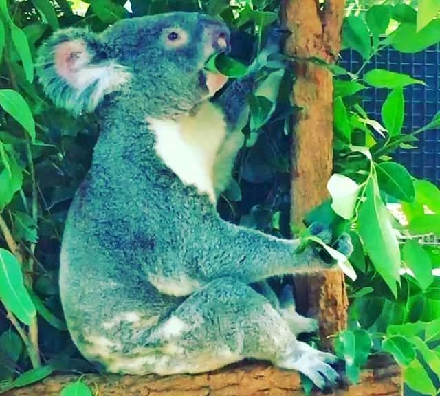 Eucalyptus eating koalas emerged in Australia some 15 million years ago.
