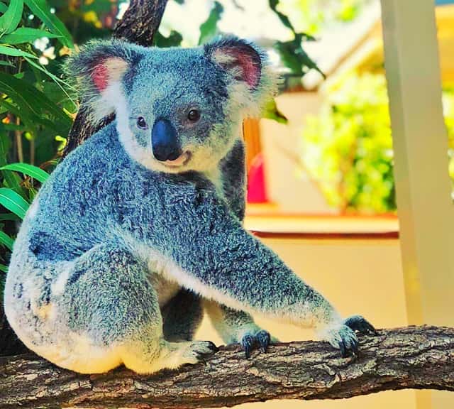 Koala population conservation programs across Australia.
