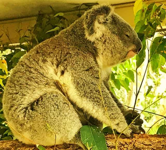 Decline in Koala Population across Australia.