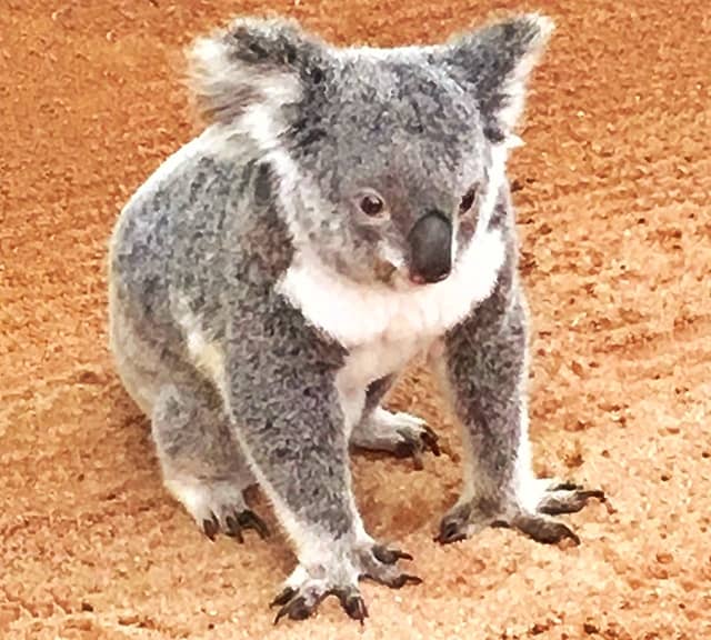 Koalas' population decline because of Habitat Loss.