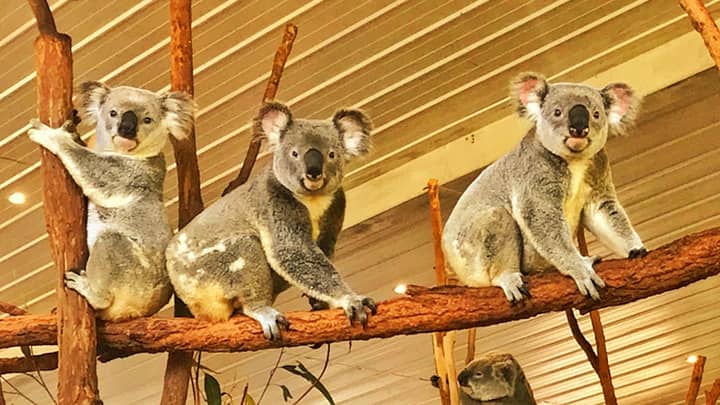 Koalas' population in Queensland Australia is 23,000.