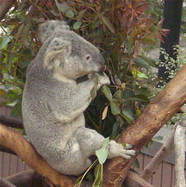 Koalas can determine fresh Eucalyptus leaves.