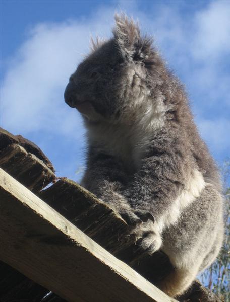 Koalas have strong sense of smell.