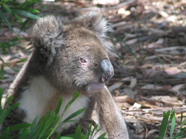 Koalas' locate food through their sense of smell.