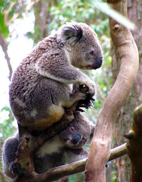 Koalas have different sizes