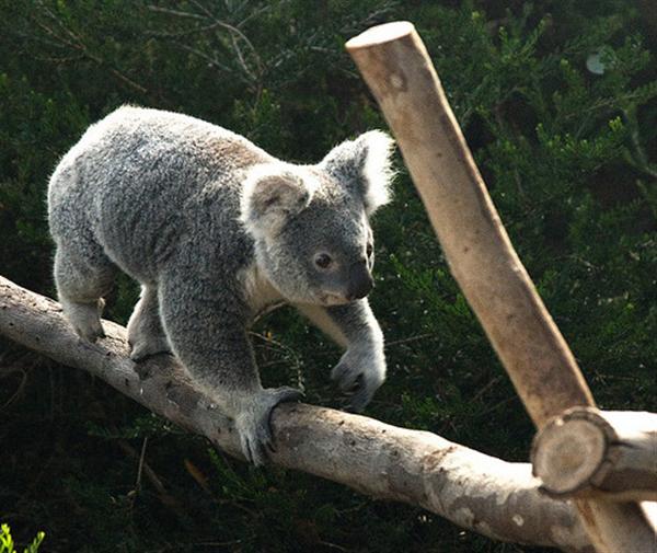Koalas from Queensland are smaller in terms their size and weights.