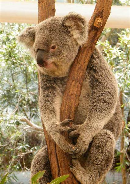 Victorian Koalas are huge in terms of their sizes.