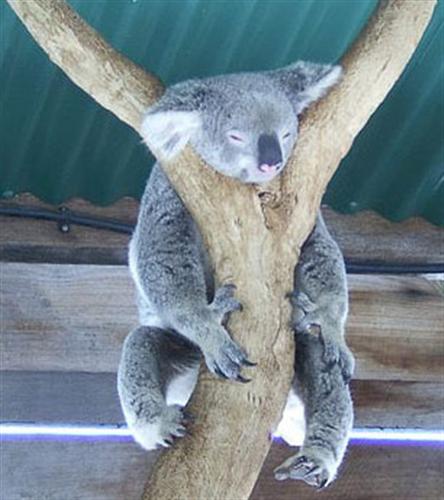 Koalas death through Starvation.