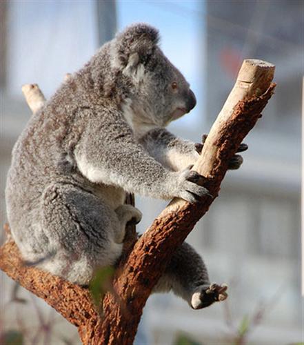 Starvation among Koalas.