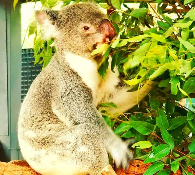 Eucalyptus oils and compounds are also responsible for tooth-decaying within koalas.