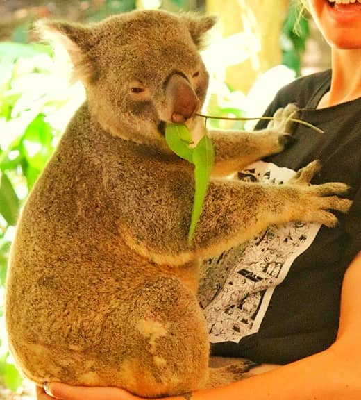 Koalas abrasive diet i.e., Eucalyptus foliage is responsible for tooth-decaying within koalas.