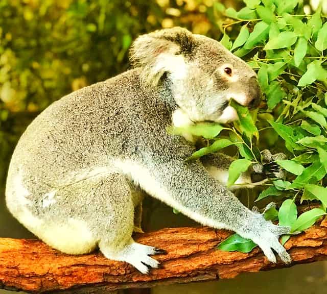 Koalas maintain a reasonable lifespan of 12 years and more despite having abrasive diet as part of their lifestyle.