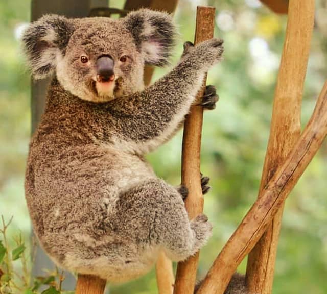 Koalas' regurgitating also contributes towards tooth-decaying