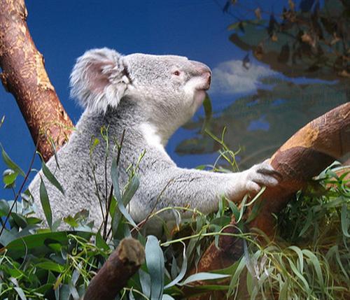 Koalas tooth decay is associated with Koalas diet.