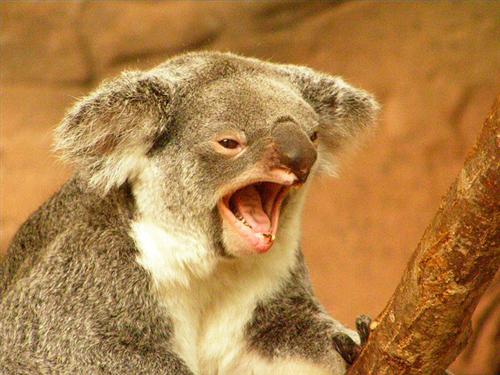 Koalas Tooth Loss through abrasive diet.