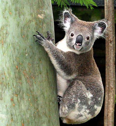 Young Koalas have good tooth.