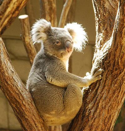 Male Koalas are huge and bigger in sizes