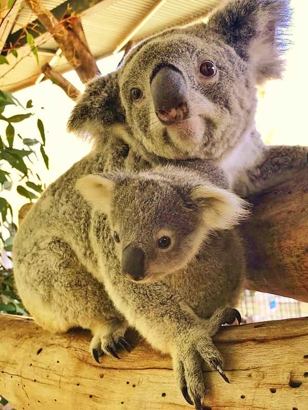 Koala joeys start growing faster when they are fed with pap by their mothers.