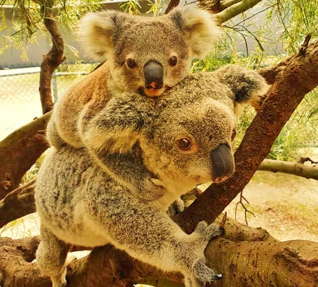 Mother koalas excrete pap after pellets.