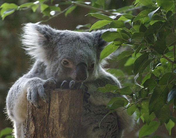 Queensland Koalas' Environmental Conditions make them smaller.