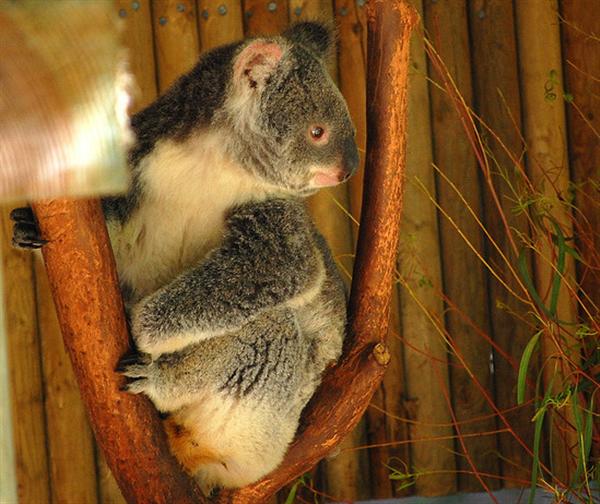 A Queensland Koala weighs around 12 Kilograms