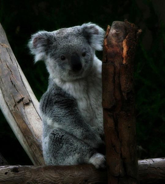 Queensland Koalas are usually smaller.