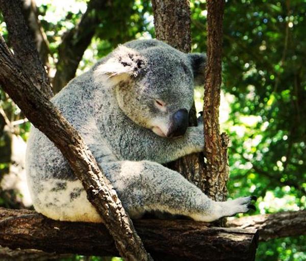 Женский Koala и плодородия.