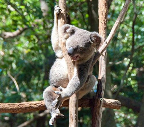 Начальная Koala ребенка питания.