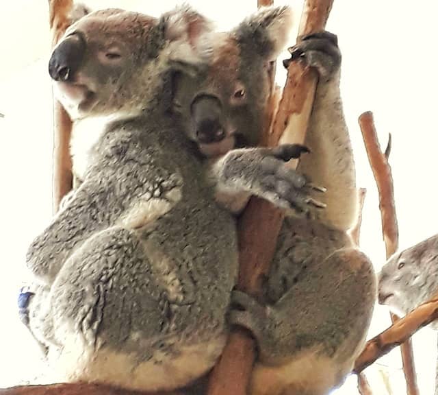 Koalas Social Behavior of Mating and Breeding