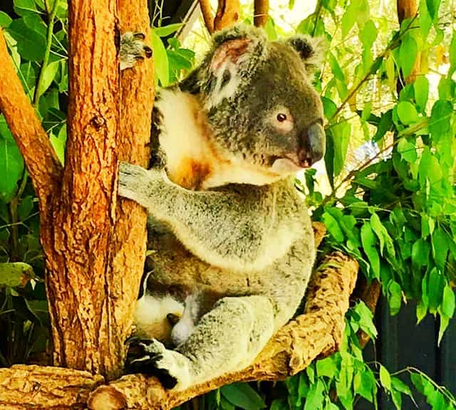 Koalas Social Behavior of Scent Marking the trees