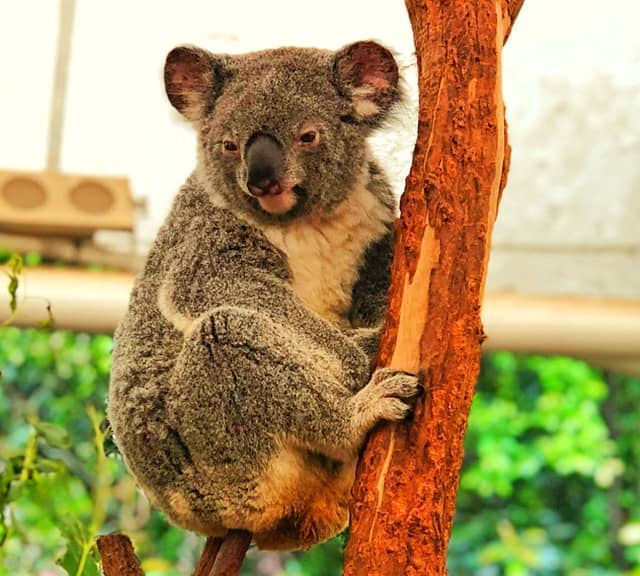Koalas Social Behavior of Territory Management