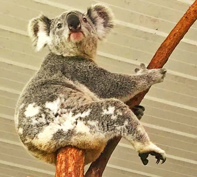 Koalas' Social Behavior