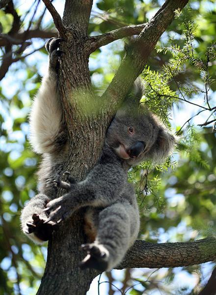 Victorian Koalas Enjoy Healthy Habitat.