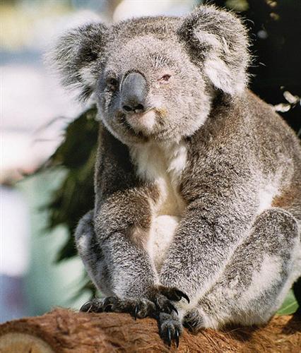 Female Koalas at maximum gain 12 Kilograms weight.