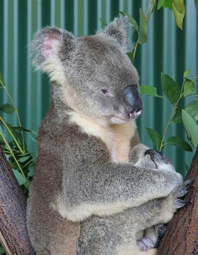 A female Koala weighs 11 Kilograms