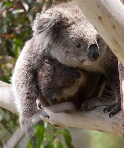 Maximum weight of female Koalas is 11 Kilograms