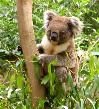Some Female Koalas are very small in weight.