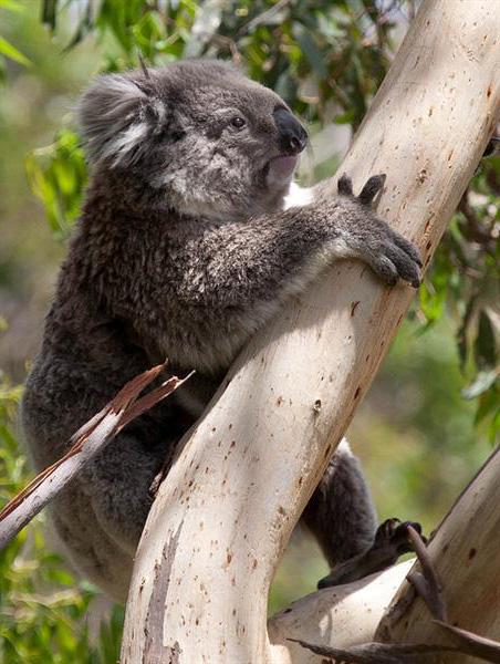 The Word Koala means No Water.