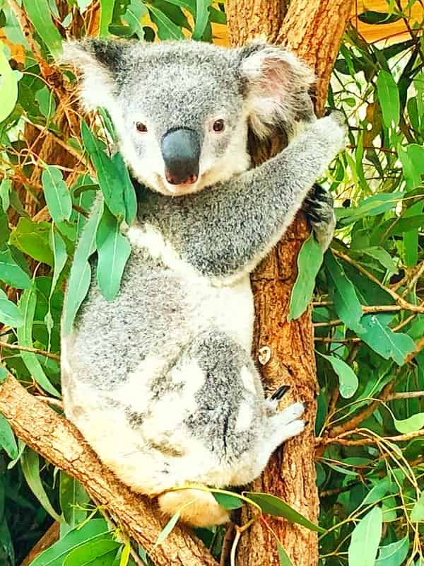 Koalas named for not drinking water.