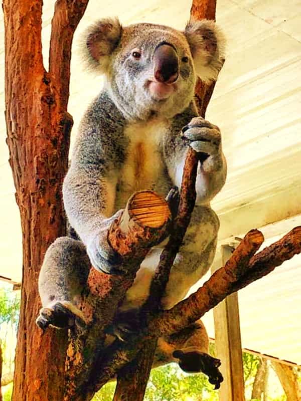 Koala names in native and aboriginal languages of Australia.