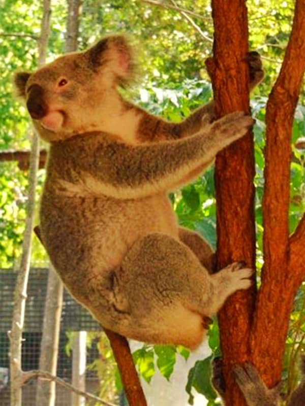Word Koala emerged from aboriginal Australian langauges