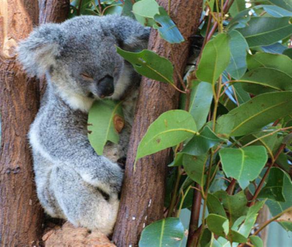 Meaning of the Word Koala