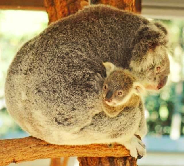 koala joey first come out of mothers pouch after 6 months